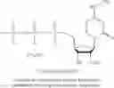 Fig. 173 - MODIFIED NUCLEOSIDES, NUCLEOTIDES, AND NUCLEIC ACIDS, AND USES THEREOF