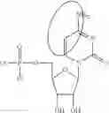 Fig. 87 - MODIFIED NUCLEOSIDES, NUCLEOTIDES, AND NUCLEIC ACIDS, AND USES THEREOF