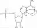 Fig. 92 - MODIFIED NUCLEOSIDES, NUCLEOTIDES, AND NUCLEIC ACIDS, AND USES THEREOF