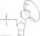 Fig. 95 - MODIFIED NUCLEOSIDES, NUCLEOTIDES, AND NUCLEIC ACIDS, AND USES THEREOF