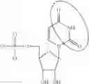 Fig. 96 - MODIFIED NUCLEOSIDES, NUCLEOTIDES, AND NUCLEIC ACIDS, AND USES THEREOF