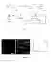 Fig. 08 - Polymer nanofiber scaffolds and uses thereof