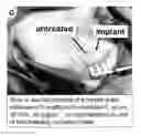 Fig. 12 - Lyophilized polymer scaffold compositions, processes for preparation and use in anabolic wound repair
