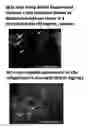 Fig. 24 - Lyophilized polymer scaffold compositions, processes for preparation and use in anabolic wound repair