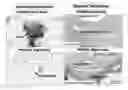 Fig. 28 - Lyophilized polymer scaffold compositions, processes for preparation and use in anabolic wound repair