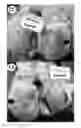 Fig. 31 - Lyophilized polymer scaffold compositions, processes for preparation and use in anabolic wound repair