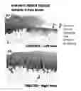 Fig. 36 - Lyophilized polymer scaffold compositions, processes for preparation and use in anabolic wound repair