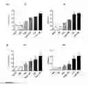 Fig. 27 - Gene therapy
