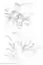 Fig. 05 - Walking animal toy apparatus and methods of making and using the same