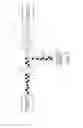 Fig. 04 - Low dispersion, fast response mixing device