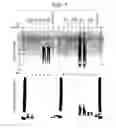 Fig. 08 - Method of liberating peptide and method of recovering peptide