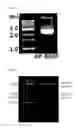 Fig. 03 - Cell penetrating peptide and method for delivering biologically active substance using same