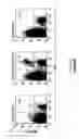 Fig. 20 - IMMUNOGEN PLATFORM