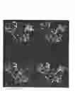Fig. 04 - VACCINE COMPOSITION COMPRISING ANTHRAX LETHAL FACTOR POLYPEPTIDE