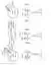 Fig. 02 - SYNTAC POLYPEPTIDES AND USES THEREOF