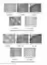 Fig. 12 - Humanized anti-tau antibodies