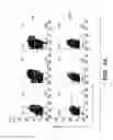 Fig. 10 - METHODS FOR MODULATING IMMUNE RESPONSES DURING CHRONIC IMMUNE CONDITIONS BY TARGETING IL-27 INDUCED PATHWAYS