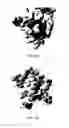 Fig. 45 - Antibodies that bind EGFR and ErbB3