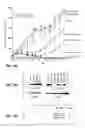 Fig. 17 - Anti-Ly6E antibodies and methods of use