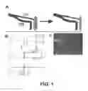 Fig. 02 - ERBB2 SIGNALING AND NERVE REGENERATION