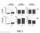 Fig. 04 - ERBB2 SIGNALING AND NERVE REGENERATION