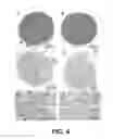 Fig. 05 - ERBB2 SIGNALING AND NERVE REGENERATION