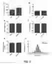 Fig. 06 - ERBB2 SIGNALING AND NERVE REGENERATION