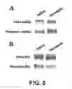 Fig. 07 - ERBB2 SIGNALING AND NERVE REGENERATION