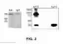 Fig. 03 - METHOD OF DETECTING OCULAR DISEASES AND PATHOLOGIC CONDITIONS AND TREATMENT OF SAME