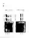 Fig. 05 - Covalently linked polypeptide toxin-antibody conjugates