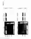 Fig. 06 - Covalently linked polypeptide toxin-antibody conjugates