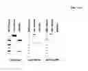 Fig. 28 - Covalently linked polypeptide toxin-antibody conjugates