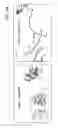 Fig. 29 - Covalently linked polypeptide toxin-antibody conjugates
