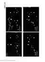 Fig. 32 - Covalently linked polypeptide toxin-antibody conjugates