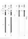 Fig. 03 - ENHANCED PRODUCTION OF IMMUNOGLOBULINS