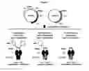Fig. 02 - COMPOSITIONS AND METHODS FOR SIMULTANEOUS BIVALENT AND MONOVALENT CO-ENGAGEMENT OF ANTIGENS