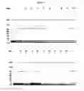 Fig. 05 - COMPOSITIONS AND METHODS FOR SIMULTANEOUS BIVALENT AND MONOVALENT CO-ENGAGEMENT OF ANTIGENS