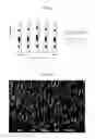 Fig. 03 - SYNTHESIS AND APPLICATION OF FORMALDEHYDE FREE MELAMINE GLUTARALDEHYDE AMINO RESIN AS AN EFFECTIVE RETANNING AGENT
