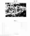 Fig. 06 - SYNTHESIS AND APPLICATION OF FORMALDEHYDE FREE MELAMINE GLUTARALDEHYDE AMINO RESIN AS AN EFFECTIVE RETANNING AGENT