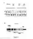 Fig. 02 - Green microalgae lacking a functional DYRKP-1 gene, for use for increased production of feedstock