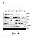 Fig. 08 - Green microalgae lacking a functional DYRKP-1 gene, for use for increased production of feedstock