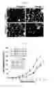 Fig. 03 - Composition for inducing direct transdifferentiation into oligodendrocyte progenitor cells from somatic cells and use thereof