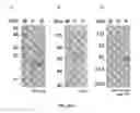 Fig. 07 - Method for the detection of polypeptide specific immune cells
