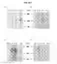 Fig. 09 - Method for the detection of polypeptide specific immune cells
