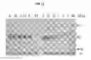 Fig. 12 - Method for the detection of polypeptide specific immune cells