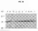 Fig. 19 - Method for the detection of polypeptide specific immune cells