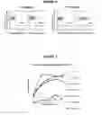 Fig. 04 - Augmentation of Cell Therapy Efficacy Including Treatment With Alpha 1,3 Fucosyltransferase