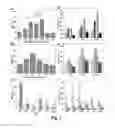 Fig. 03 - Megakaryocytic particles and microparticles for cell therapy and fate modification of stem and progenitor cells