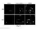 Fig. 06 - Megakaryocytic particles and microparticles for cell therapy and fate modification of stem and progenitor cells