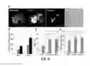 Fig. 07 - Megakaryocytic particles and microparticles for cell therapy and fate modification of stem and progenitor cells